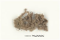 藏品(泥炭苔屬)的圖片